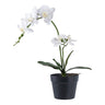 Orhidee artificiala verde/alb I:49 cm