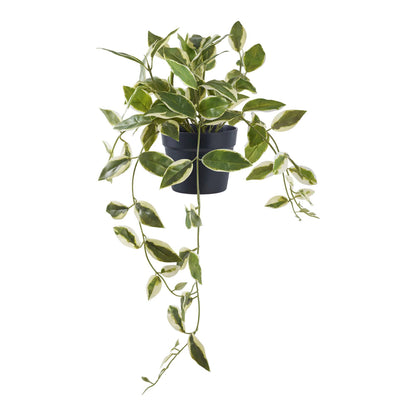 hoya caronsa planta artificiala verde