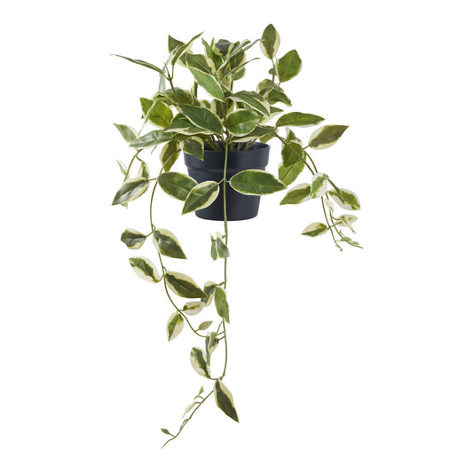 hoya caronsa planta artificiala verde