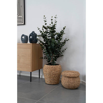 planta artificiala de eucalipt