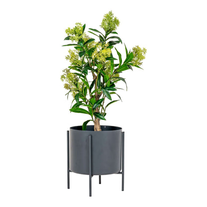 skimmia japonica copac artificial