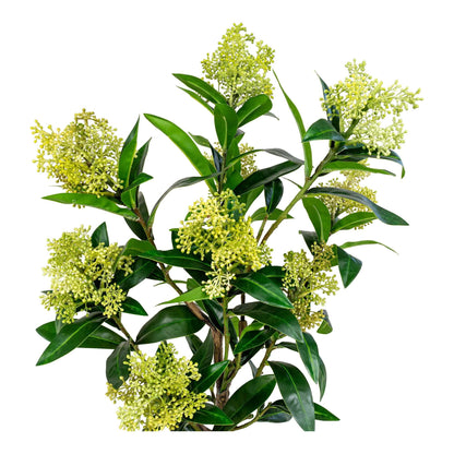 skimmia japonica copac artificial
