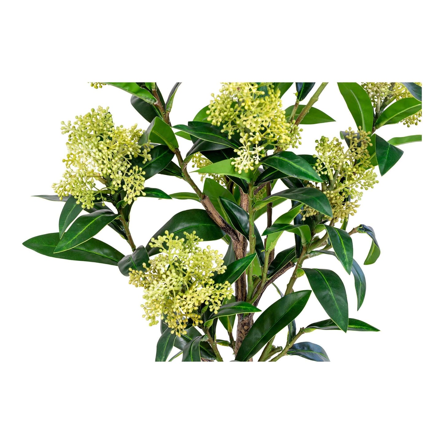 skimmia japonica copac artificial